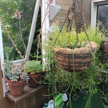 Rhipsalis baccifera syn. Rhipsalis cassutha