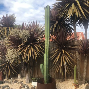 San Pedro Cactus