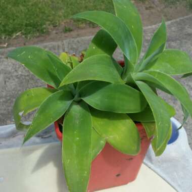 Agave attenuata