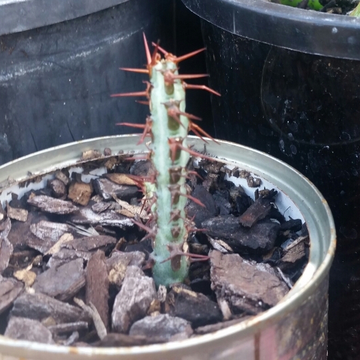 Plant image Euphorbia aeruginosa 'Schweick'