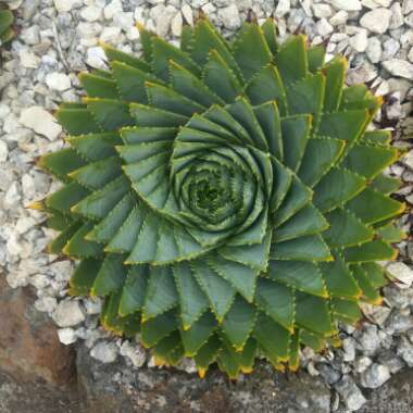 Aloe Polyphylla