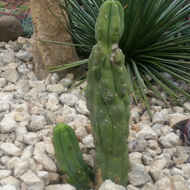 plant image 652621