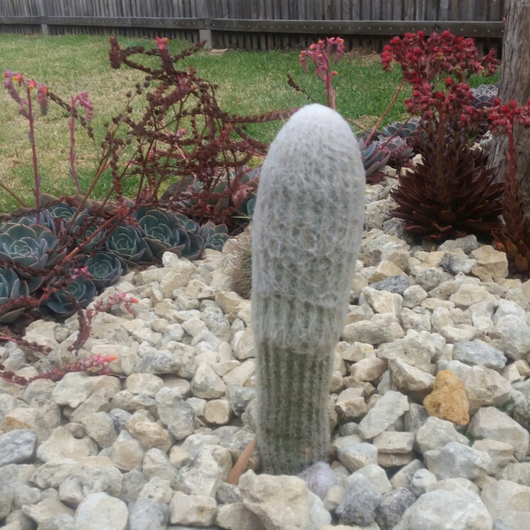 Plant image Espostoopsis dybowskii syn. Cephalocereus dybowskii