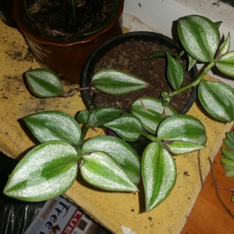 plant image 666291