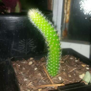 Cleistocactus winteri subs. colademononis