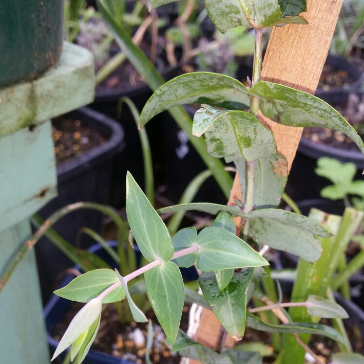 Plant image Veronica perfoliata syn. Parahebe perfoliata ; syn Hebe perfoliata