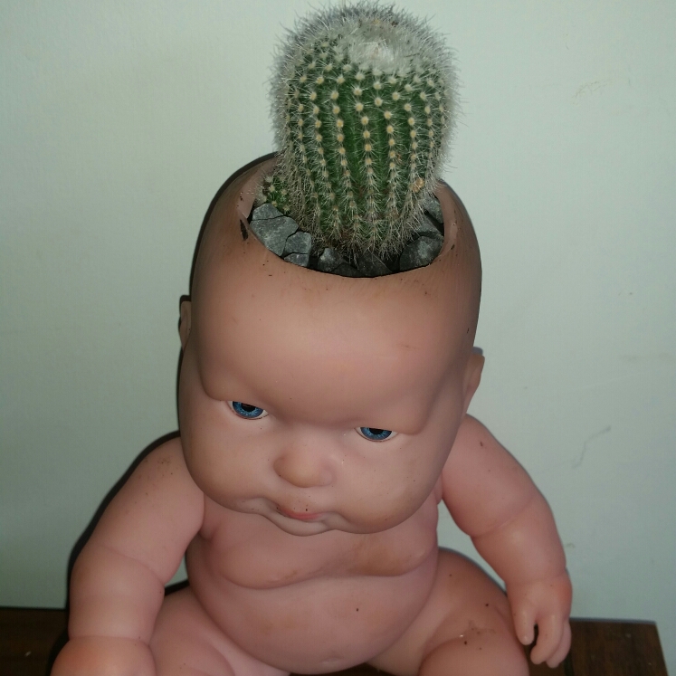 Plant image Mammillaria schwartzii