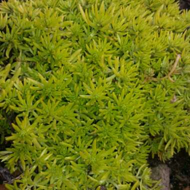 Sedum 'Gold Mound'