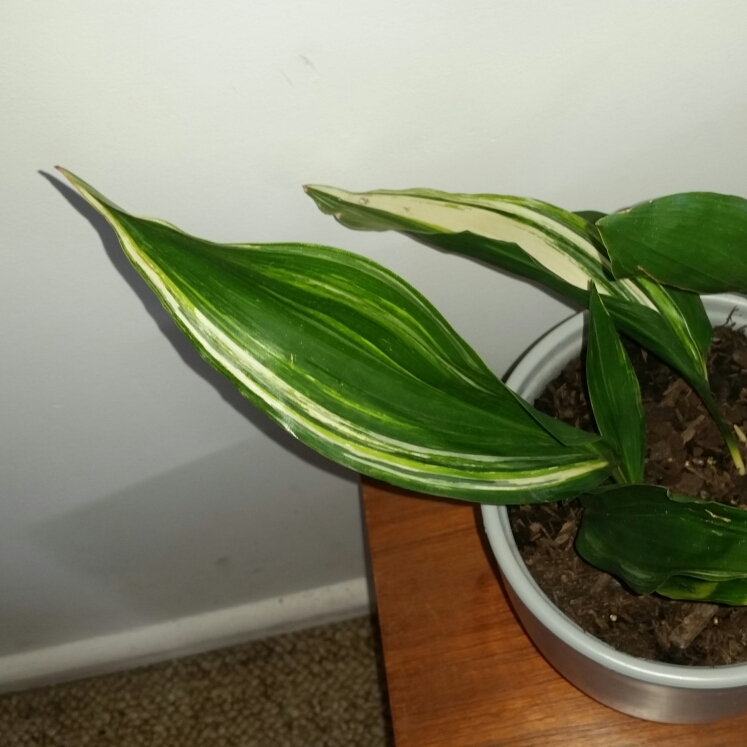 plant image 832038