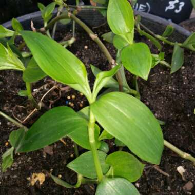 Tradescantia fluminensis