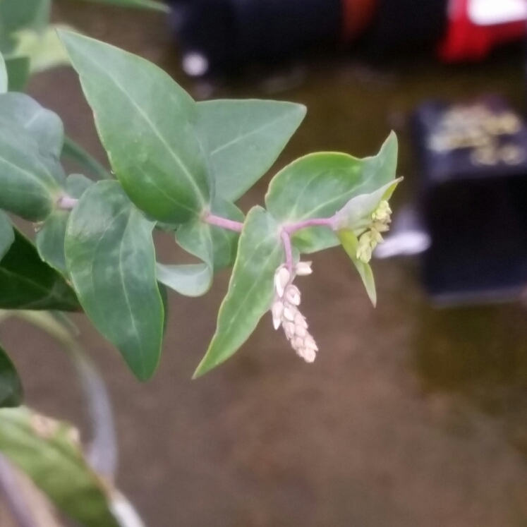 plant image 865874