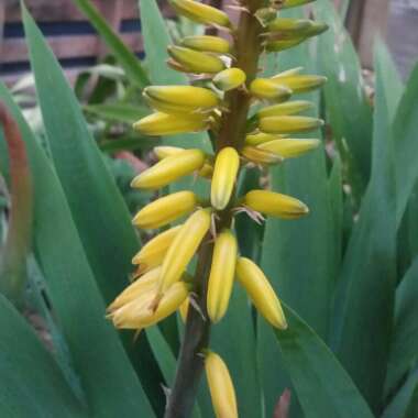 Aloe Vera