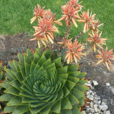 Aloe Polyphylla