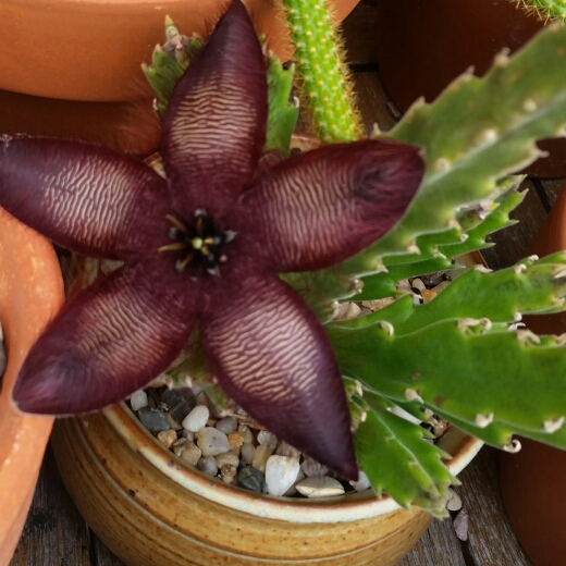 Plant image Stapelia asterias