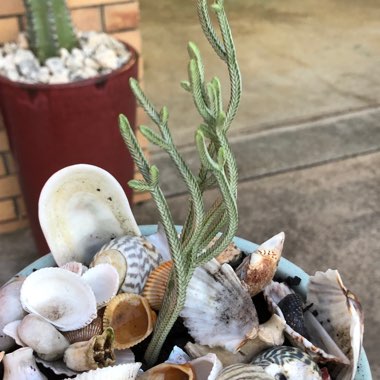 Crassula muscosa var. variegata