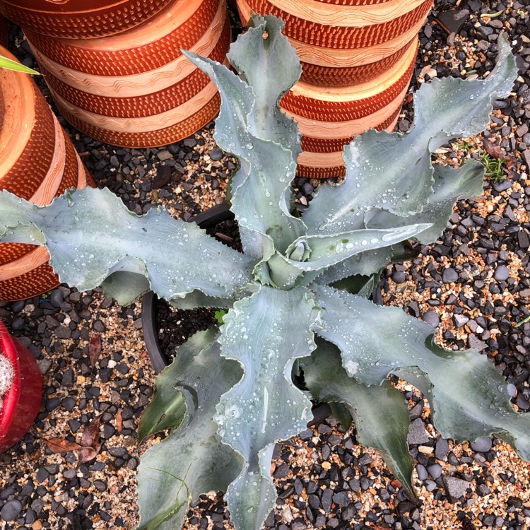 plant image 997522