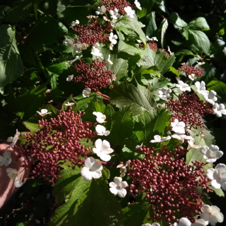 Plant image Viburnum sargentii 'Onondaga'