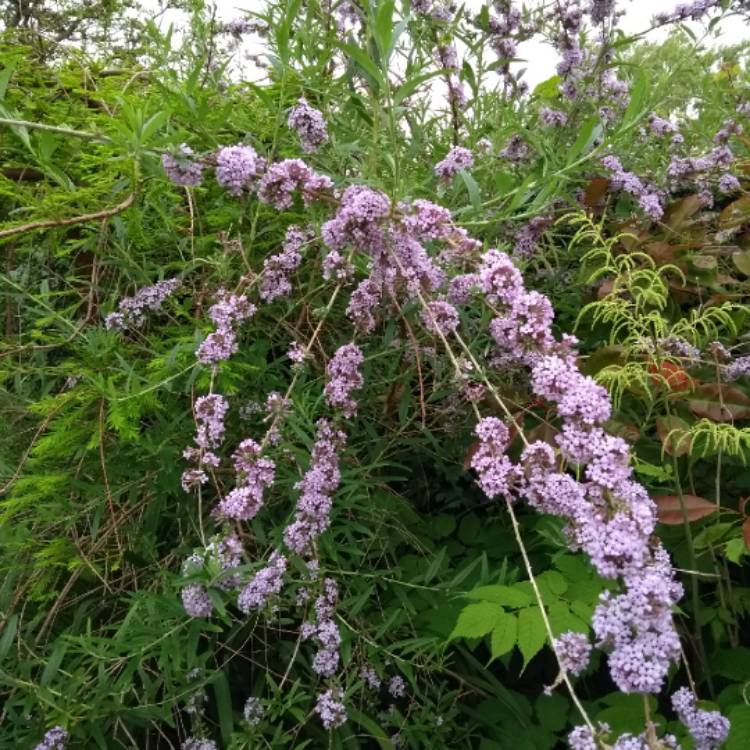 Plant image Buddleja alternifolia