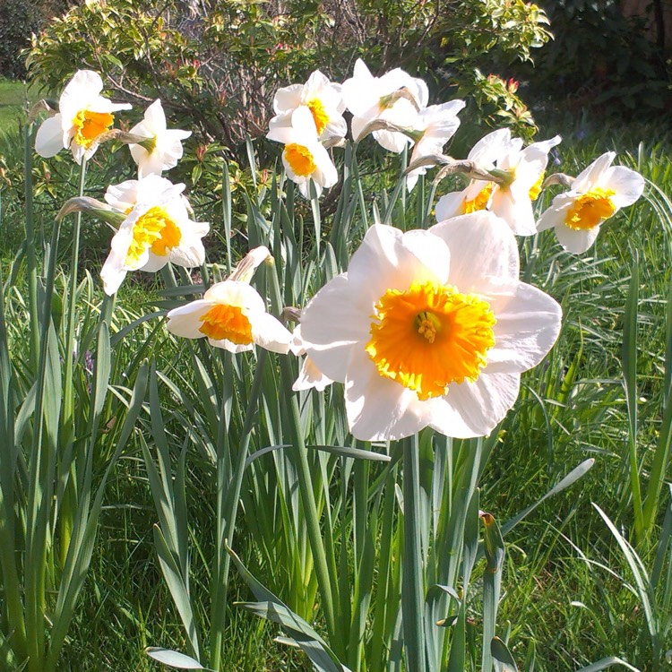 plant image 641855