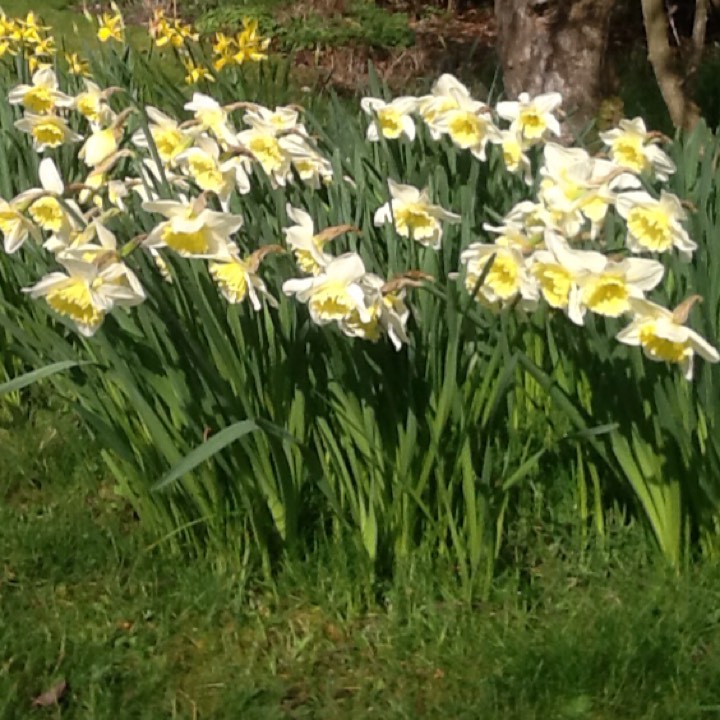 Plant image Narcissus 'Mount Hood'