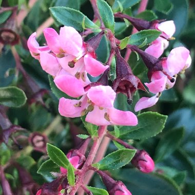 Escallonia