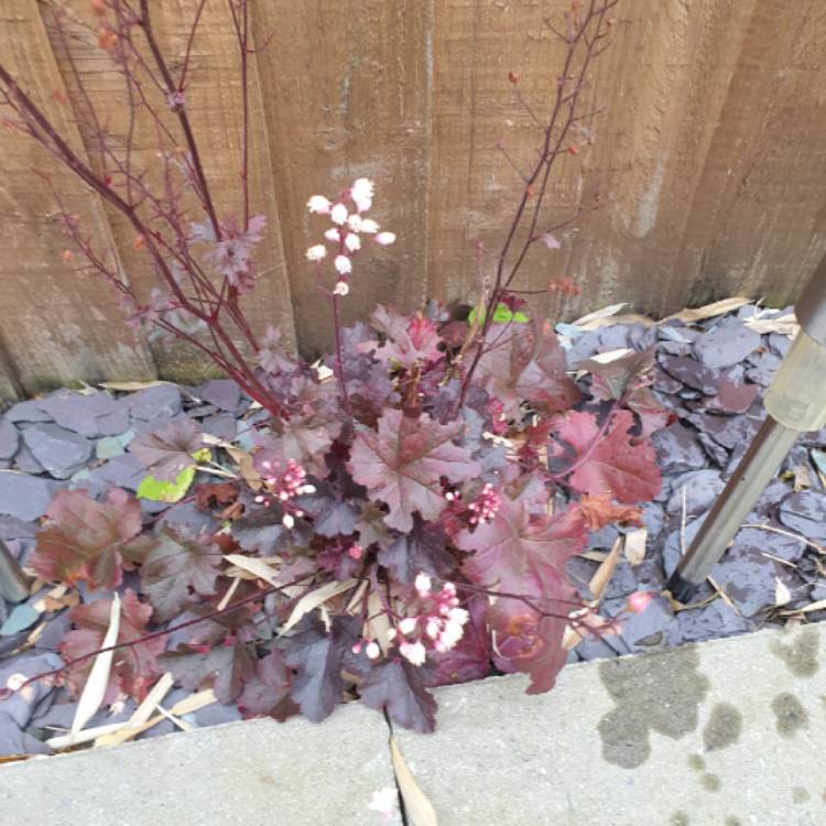 plant image 1383922