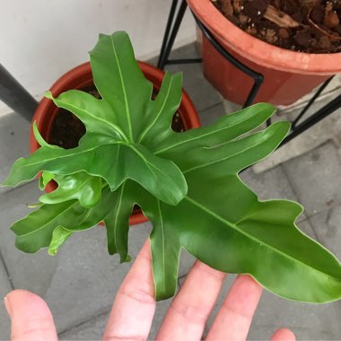 Philodendron 'African Fantasy'