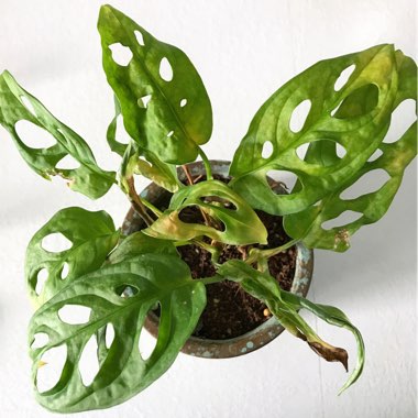 Monstera adansonii