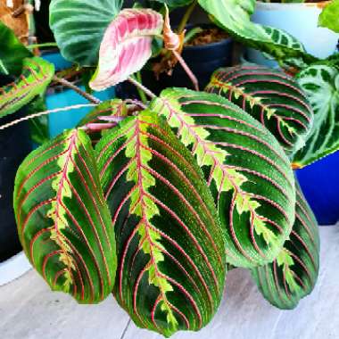 Maranta leuconeura 'Fascinator Tricolour'