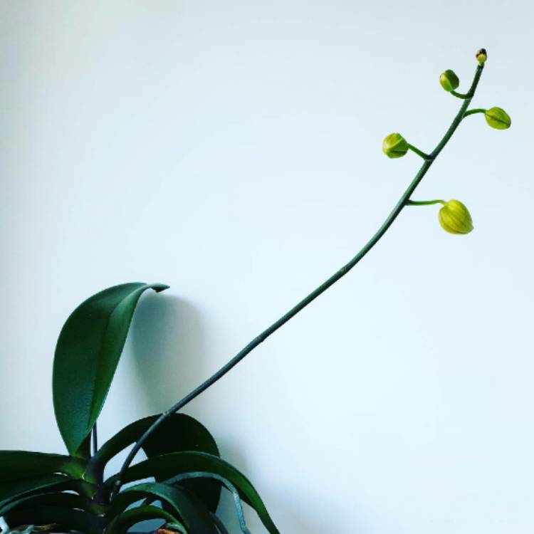 plant image 1238504