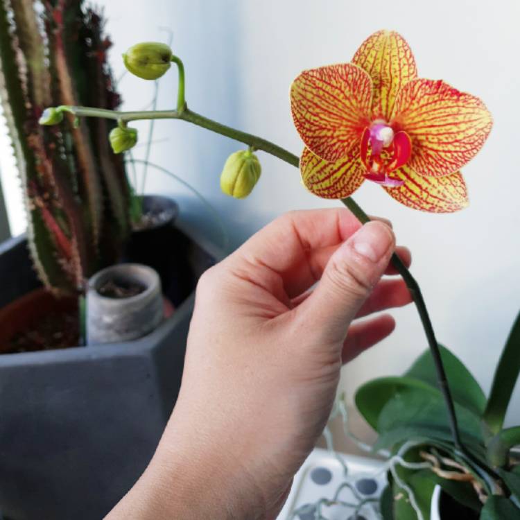 plant image 1239318