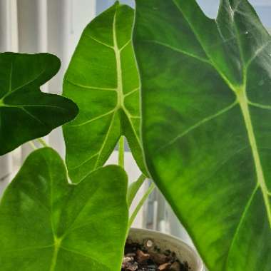 Alocasia Micholitziana 'Frydek'