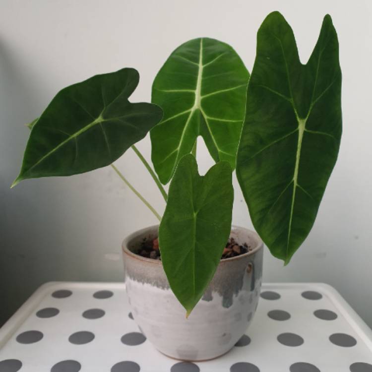 Plant image Alocasia Micholitziana 'Frydek'