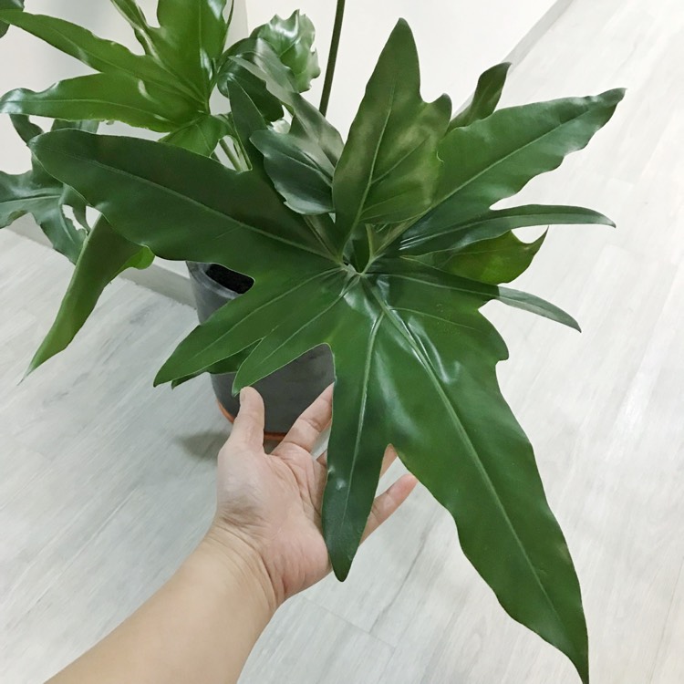 plant image 658620