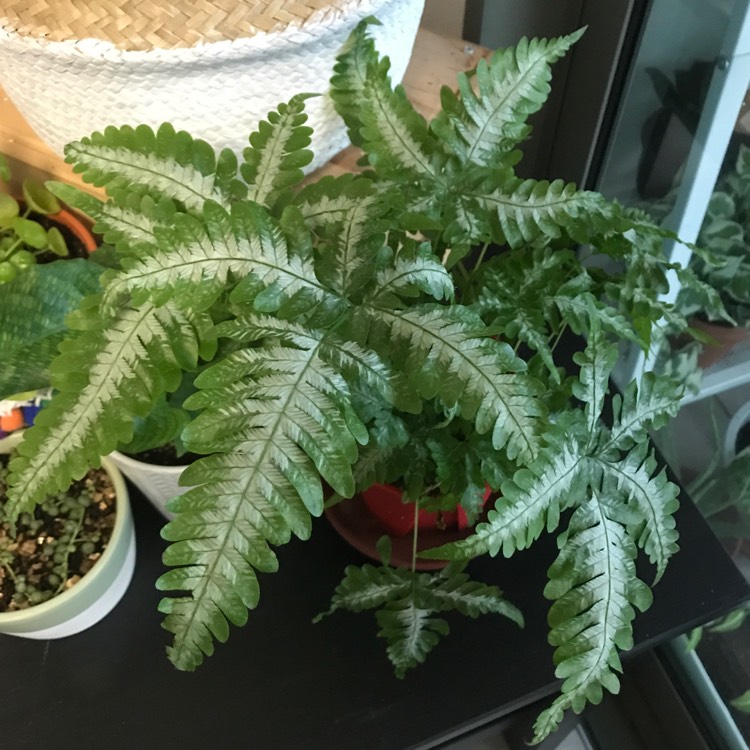 plant image 693564