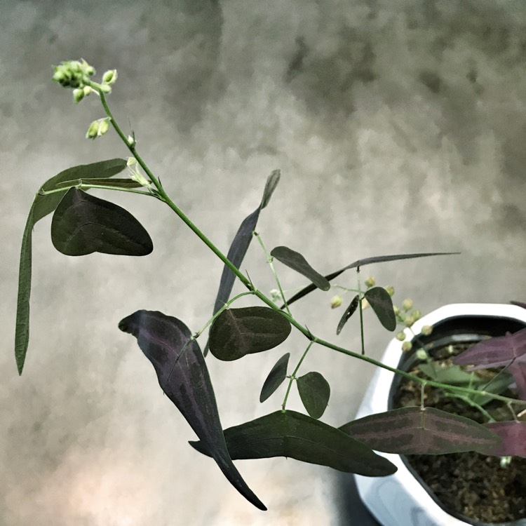 plant image 695552