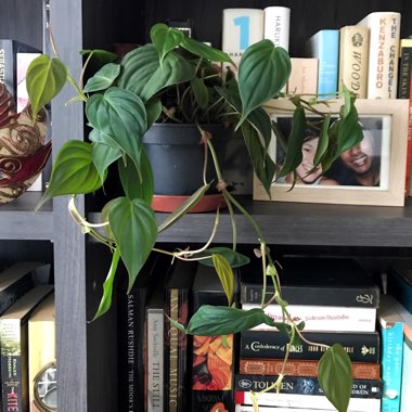 Philodendron micans