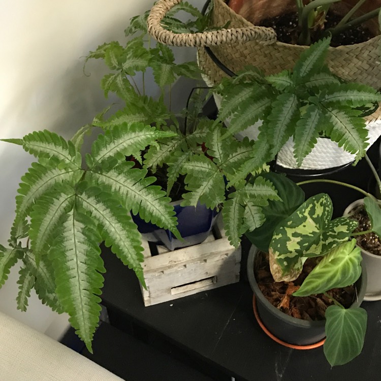 plant image 793731