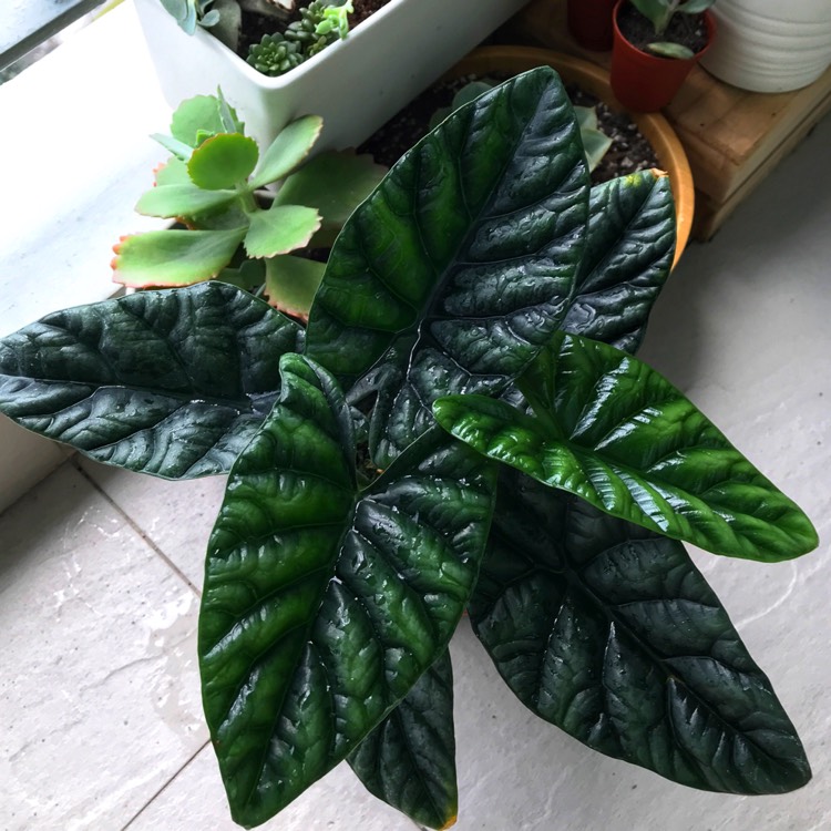 Plant image Alocasia Sinuata