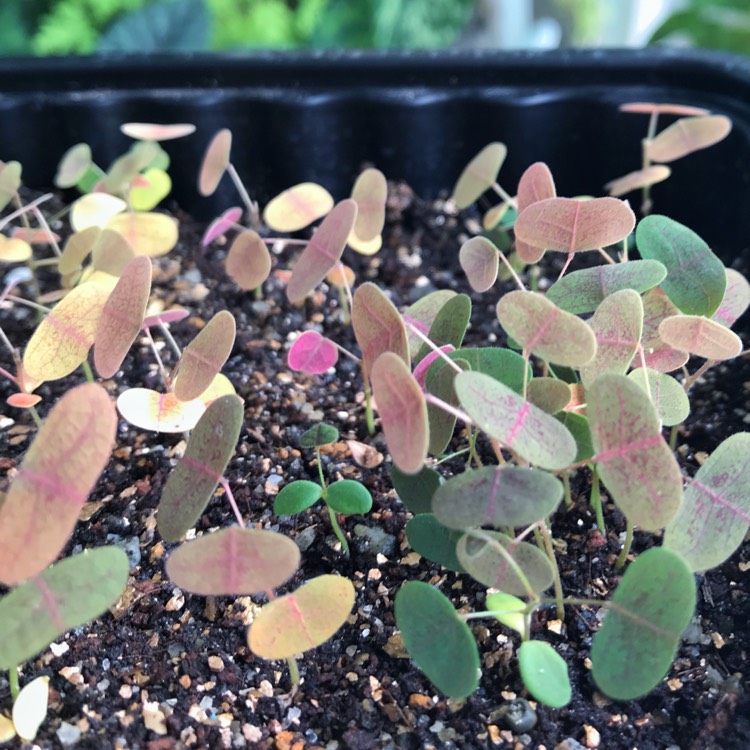 Plant image Christia Vespertillionis