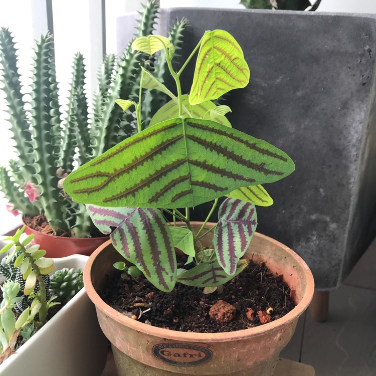 plant image 890642