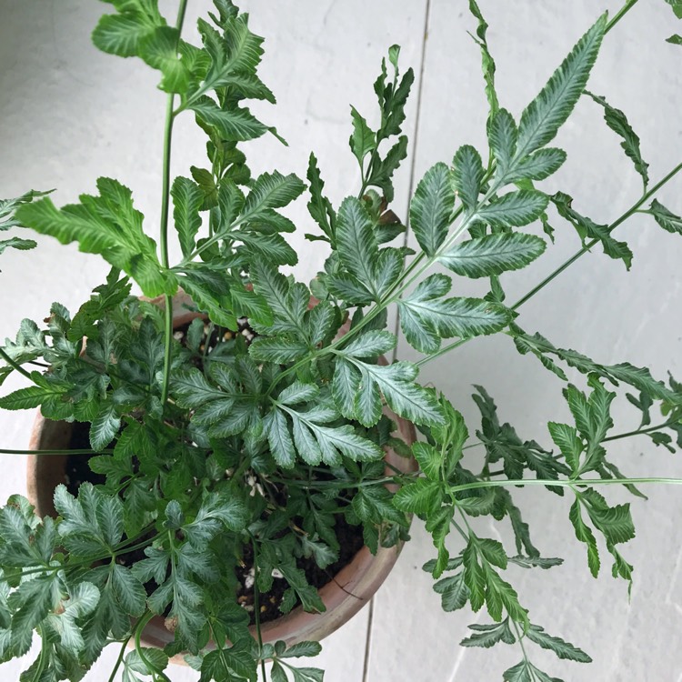 plant image 900961