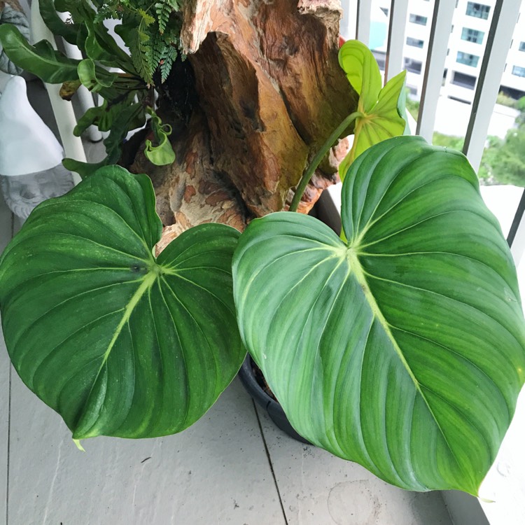 Plant image Philodendron pastazanum