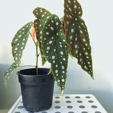 Begonia Maculata