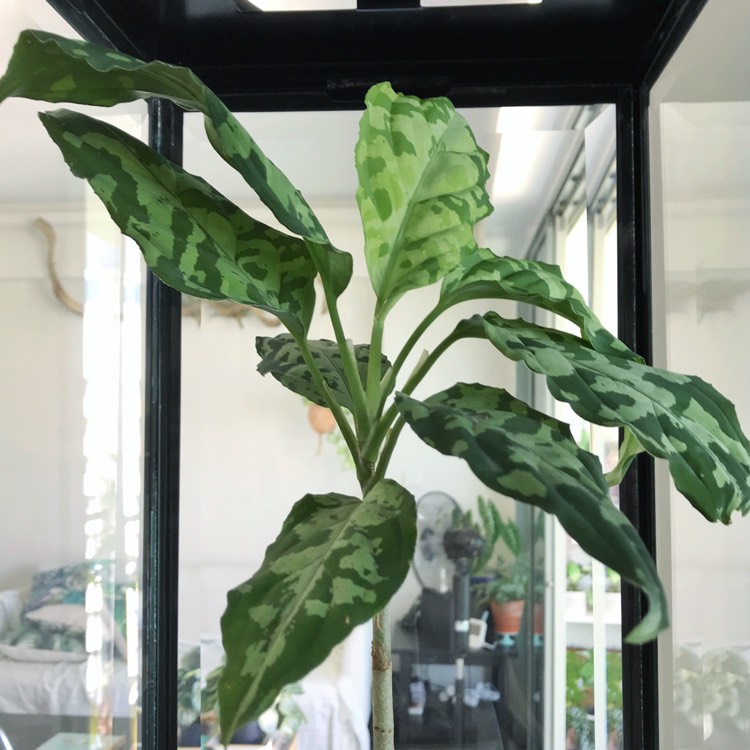 LA便〉aglaonema pictum【LA0514-03】中株 ie55.ru