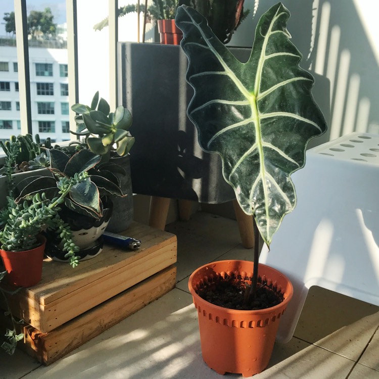 Plant image Alocasia Sanderiana