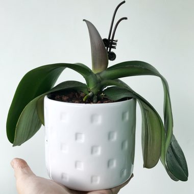 Phalaenopsis