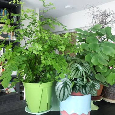 Adiantum capillus-veneris