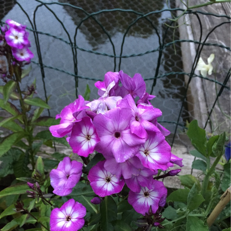 Plant image Phlox paniculata 'Purple Kiss'