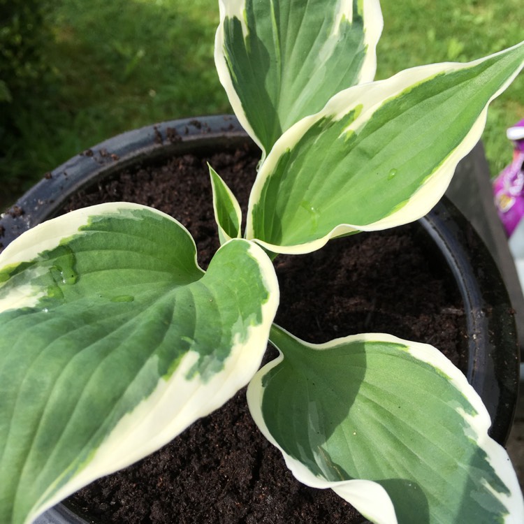 plant image 727485